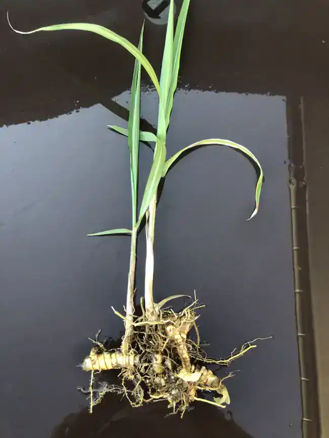 Sac de 50 Rhizomes